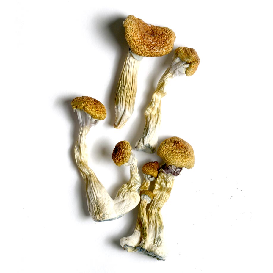 Golden Mammoth Magic Mushrooms