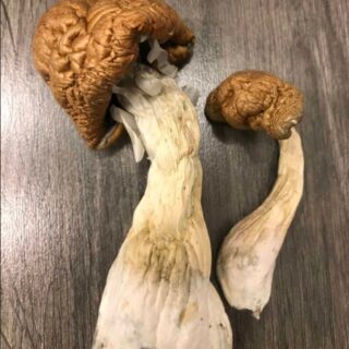 Malabar Magic Mushroom