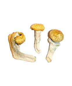 Buy Penis Envy Mushrooms Online