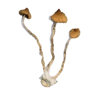Buy Syzygy Magic Mushrooms Online