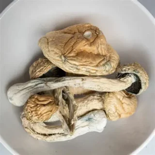 Buy Thrasher Mushrooms