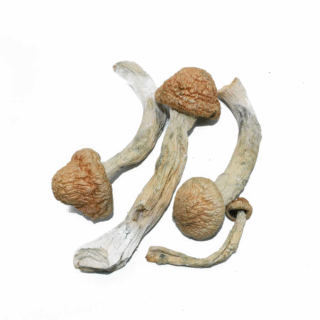 Buy 28.5 Grams Dried Mushrooms – Thrasher P.E. Online