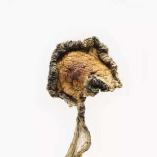 Buy Blue Meanies Mushrooms