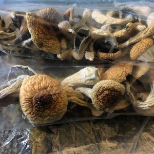 Buy McKennaii Psilocybe Cubensis