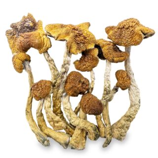 Buy Mexican Mushrooms