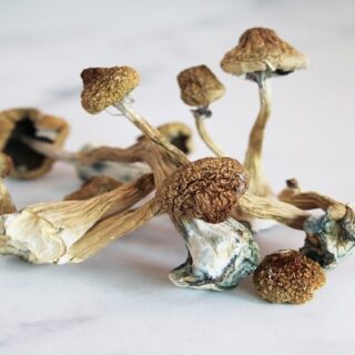 LIBERTY CAP MUSHROOMS FOR SALE