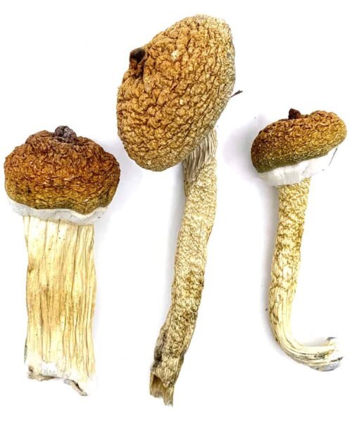Meanie Mushrooms
