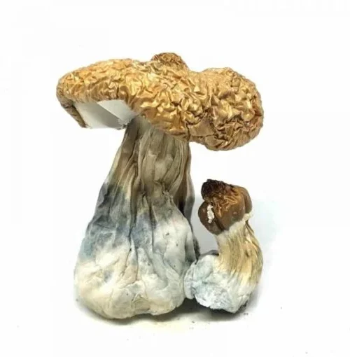 Costa Rican  Mushrooms Ontario