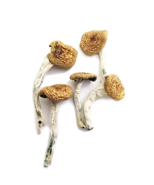 Burma Mushrooms