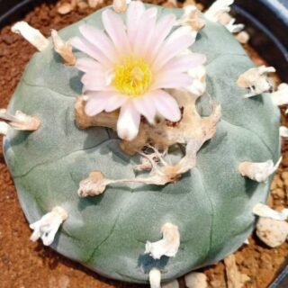L.W cactus plants 3 to 3.5 cm diameter
