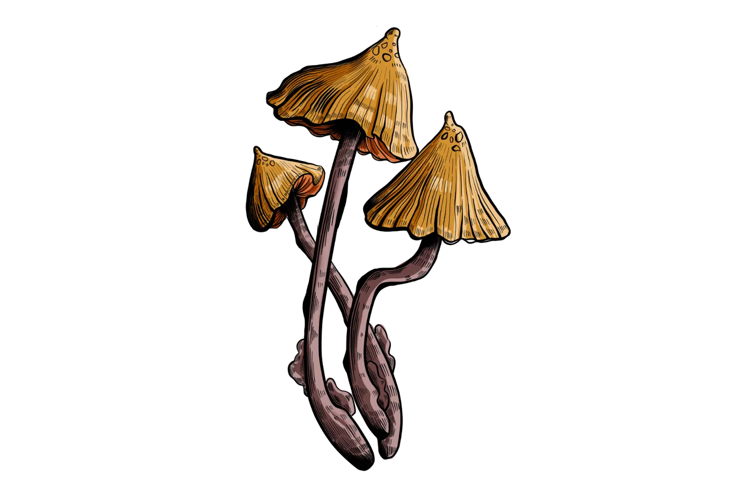 Buy Psilocybe stametsii Online Near Me | USA - Image 2