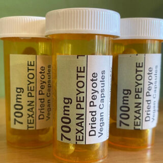 Texan Peyote Cactus Capsules